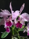 Cattleya jenmanii 